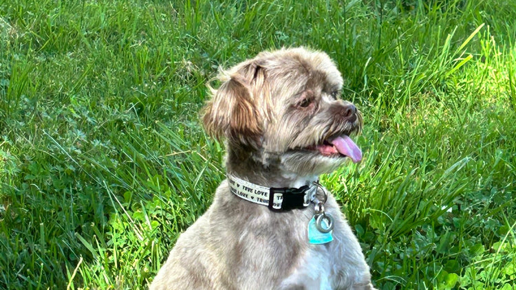 Reflective Dog Collars