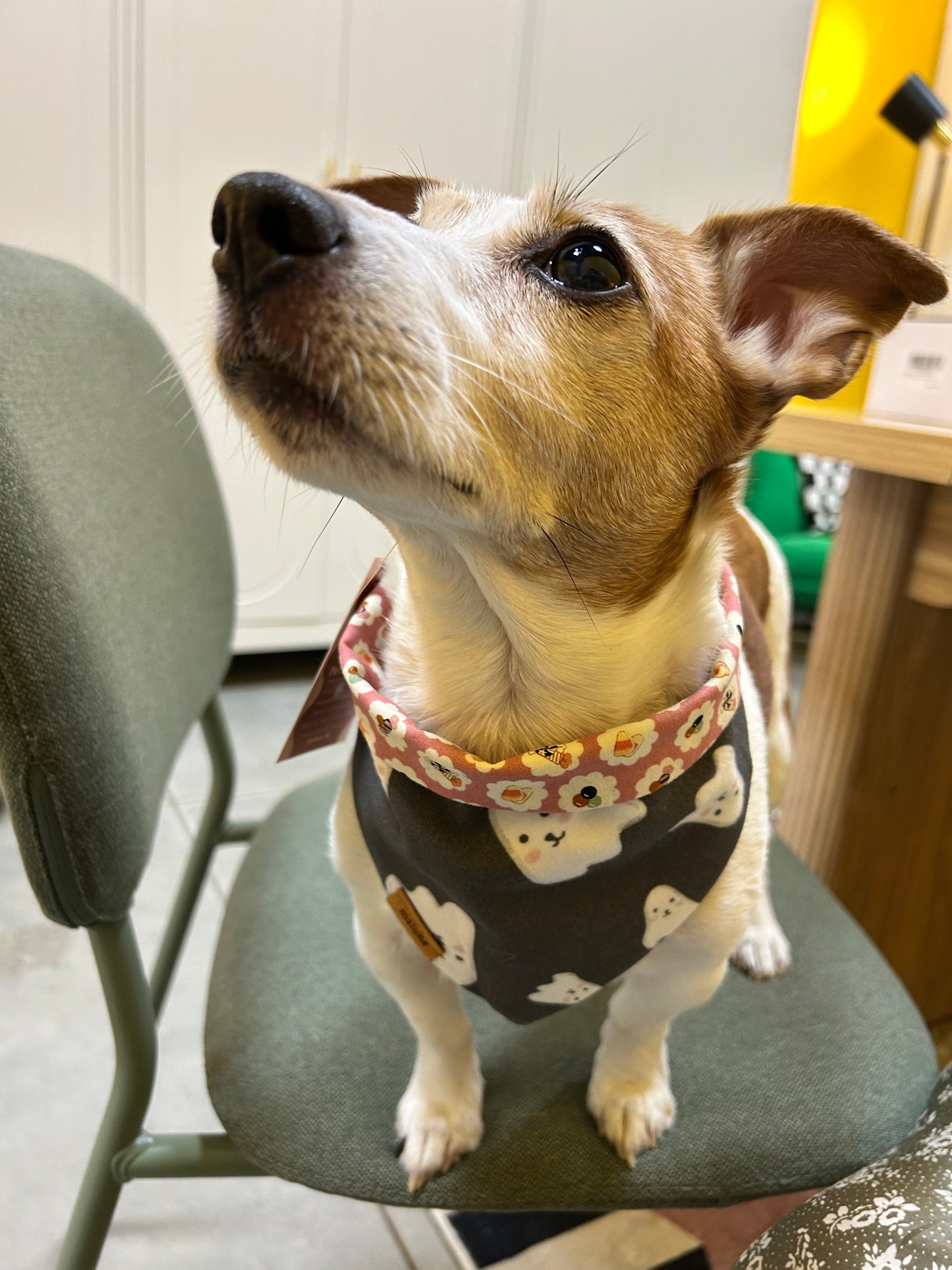 Trick or Treat Halloween - Bandana
