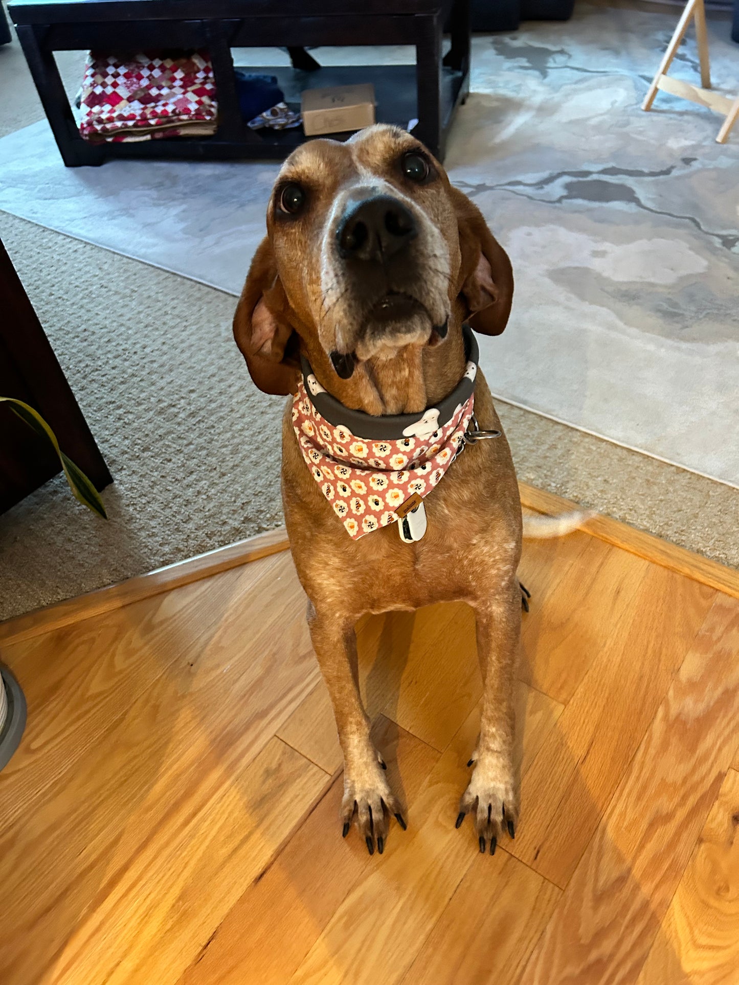 Trick or Treat Halloween - Bandana