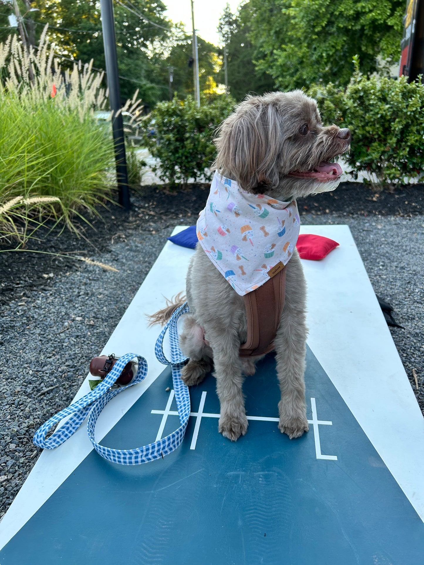 Blue Waves Leash