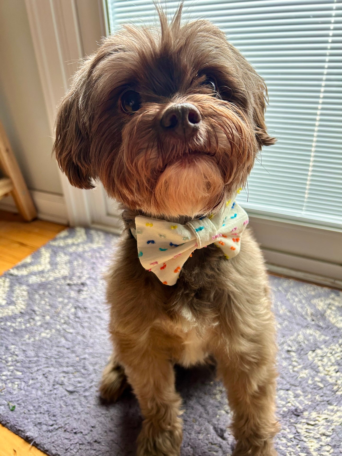 Pride Sprinkles bow tie