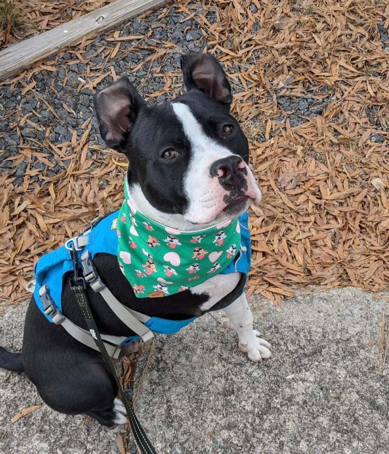 Merry Pit-mas Bandana